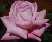 unknow artist Realistic Pink Rose china oil painting reproduction